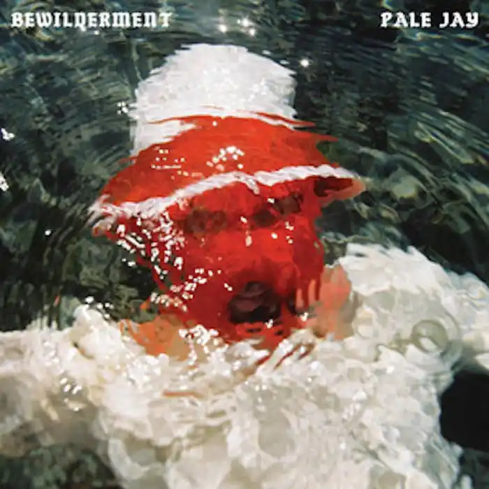 Bargain Pale Jay - Bewilderment