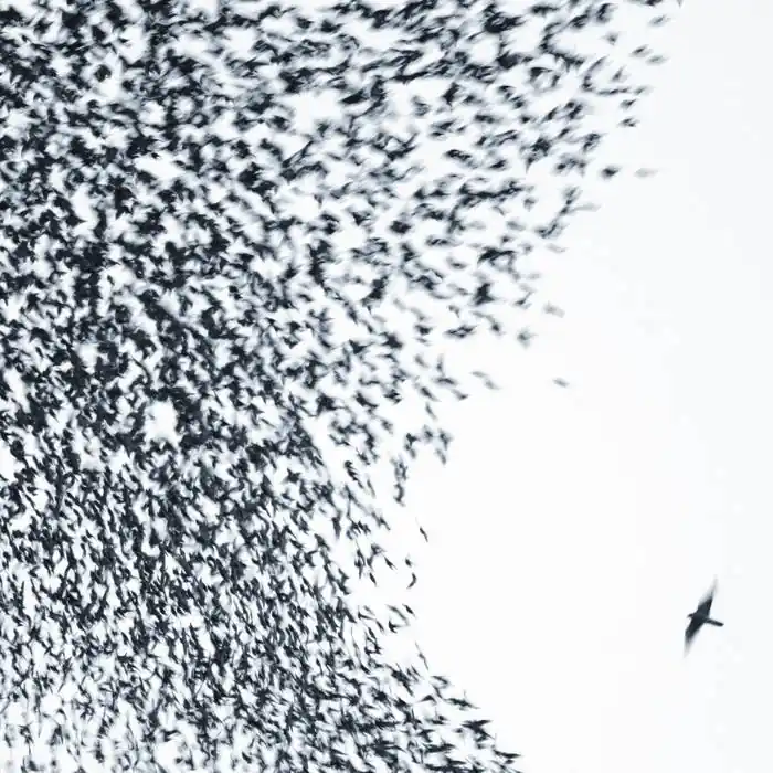 Wilco - Sky Blue Sky 2LP Exclusive Offer